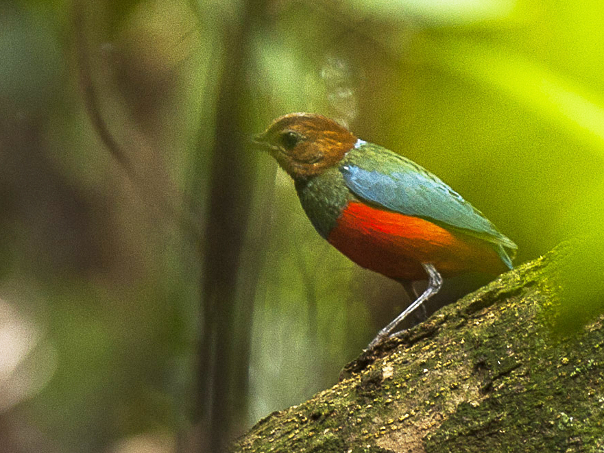 Philippine Pitta