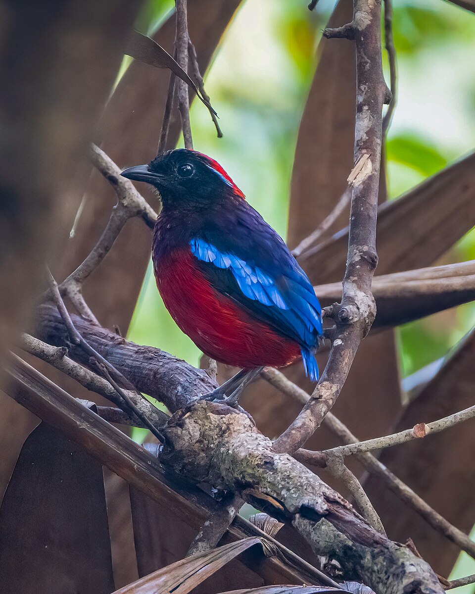 Garnet Pitta