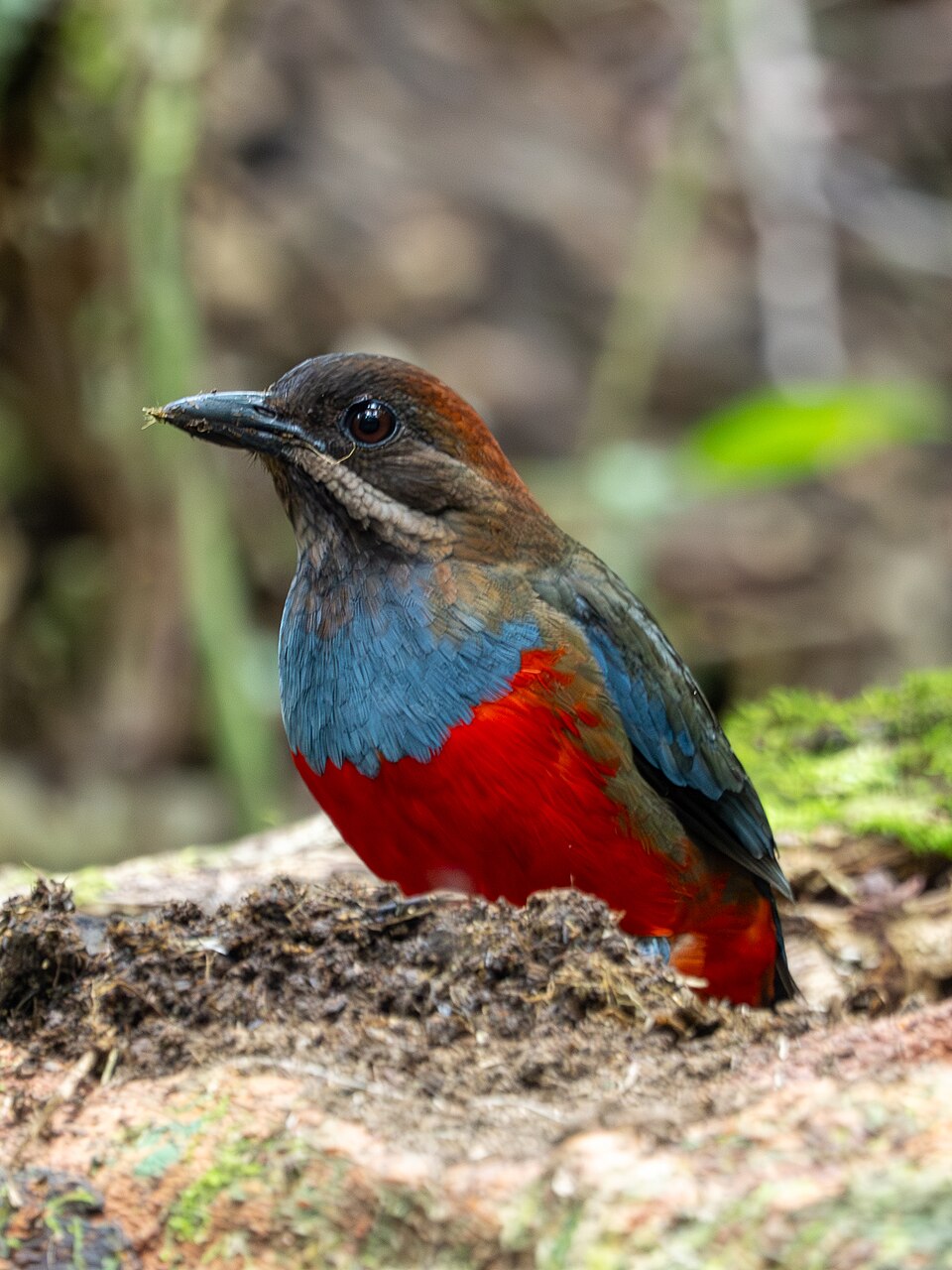Whiskered Pitta