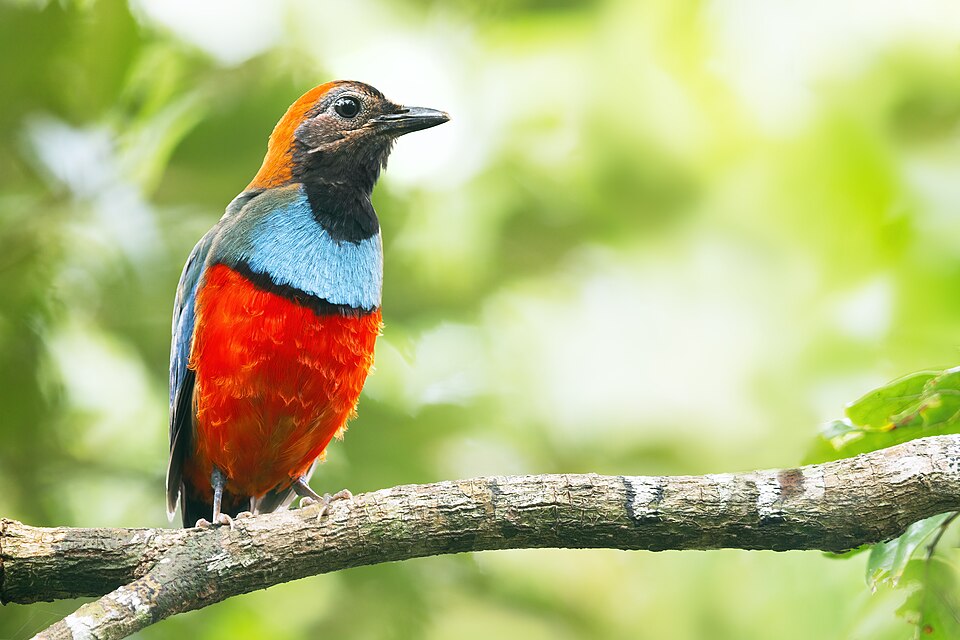 Papuan Pitta