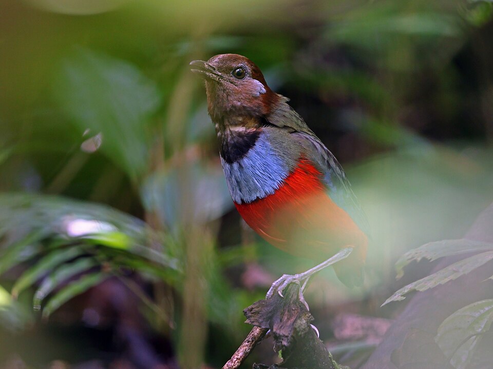 South Moluccan Pitta