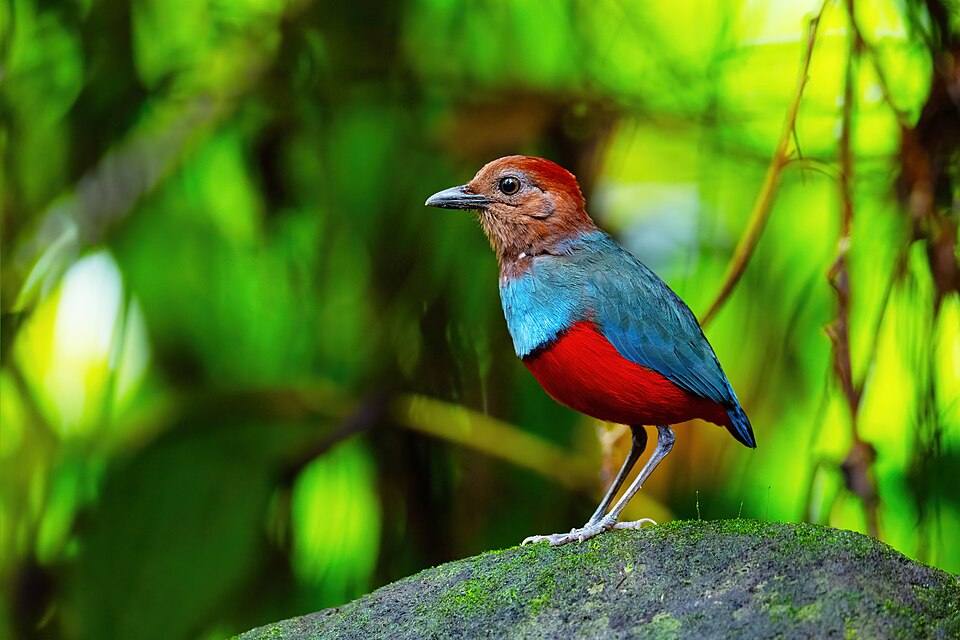 North Moluccan Pitta