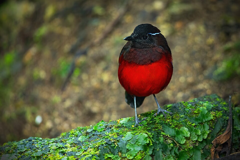 Graceful Pitta