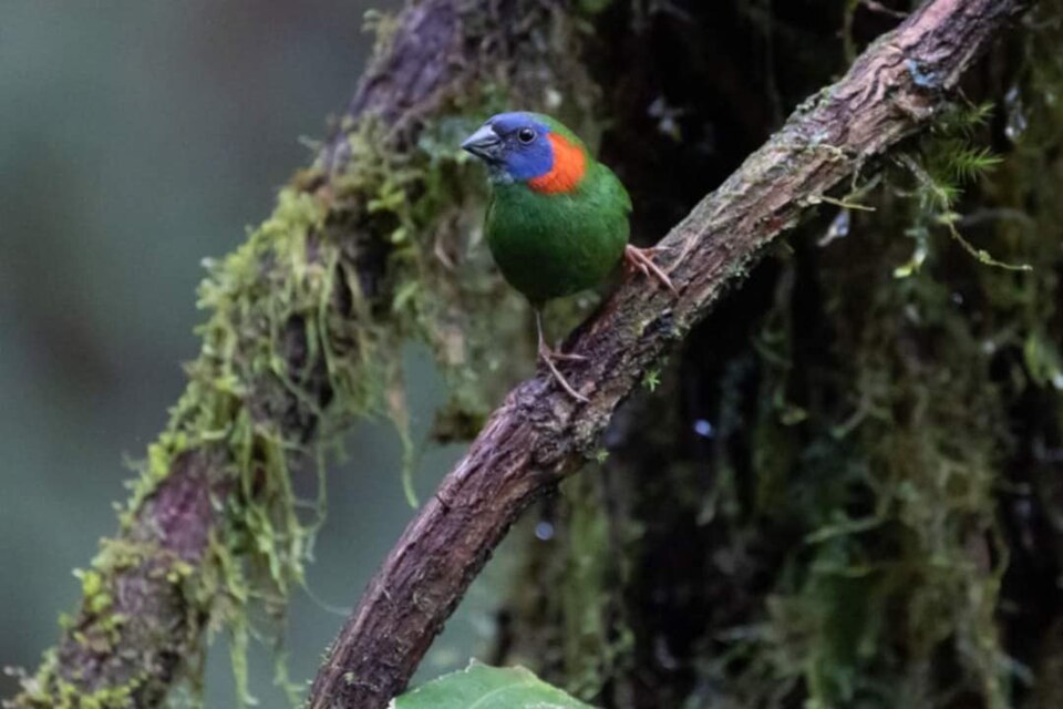 Red-eared Parrotfinch