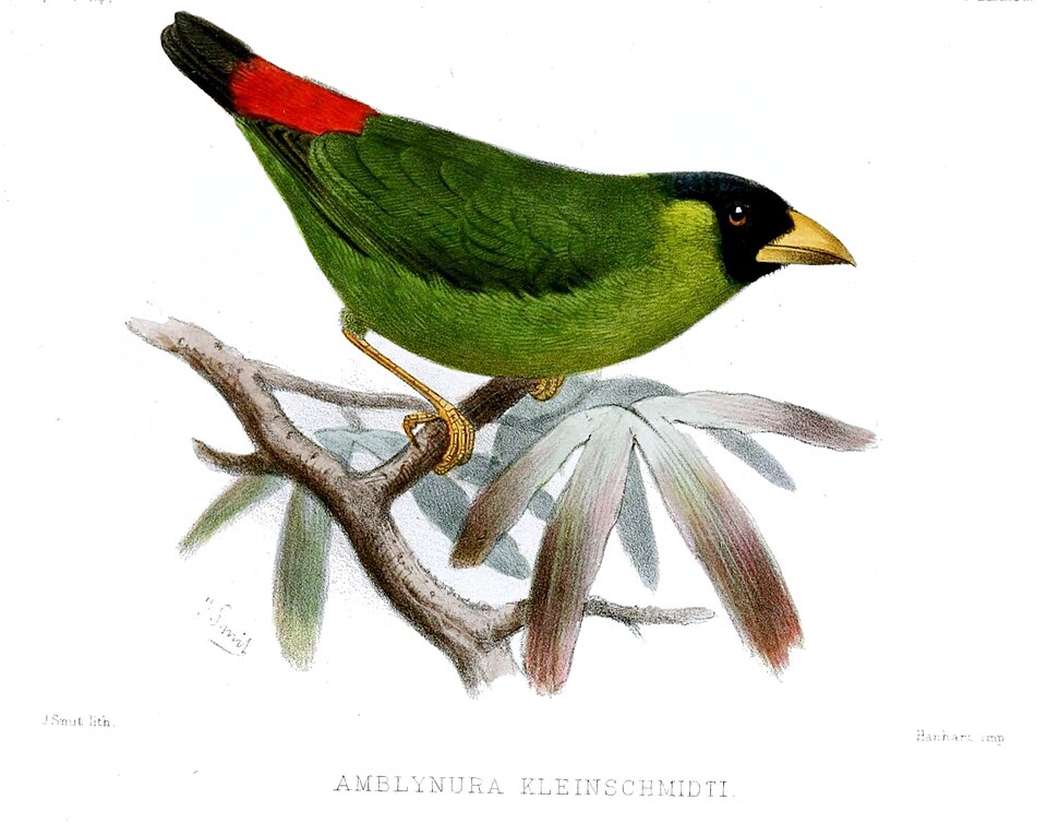 Pink-billed Parrotfinch
