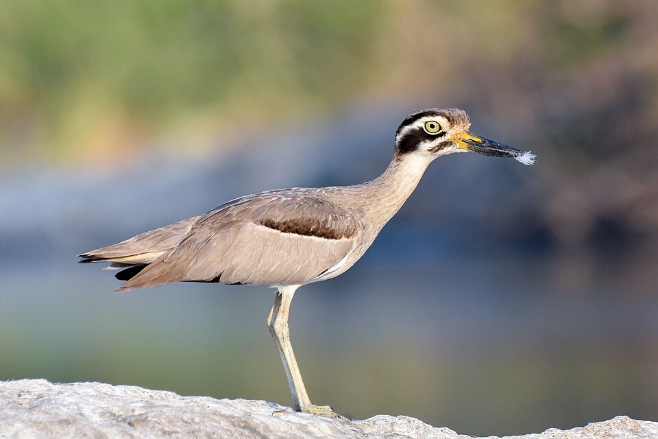 Great Stone-curlew