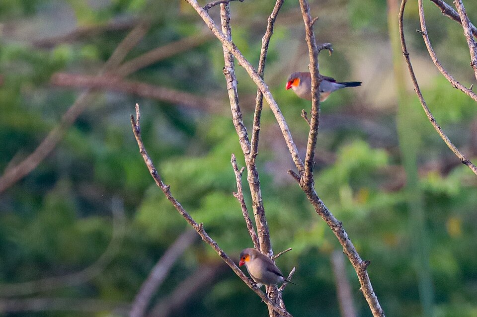 Orange-cheeked Waxbill