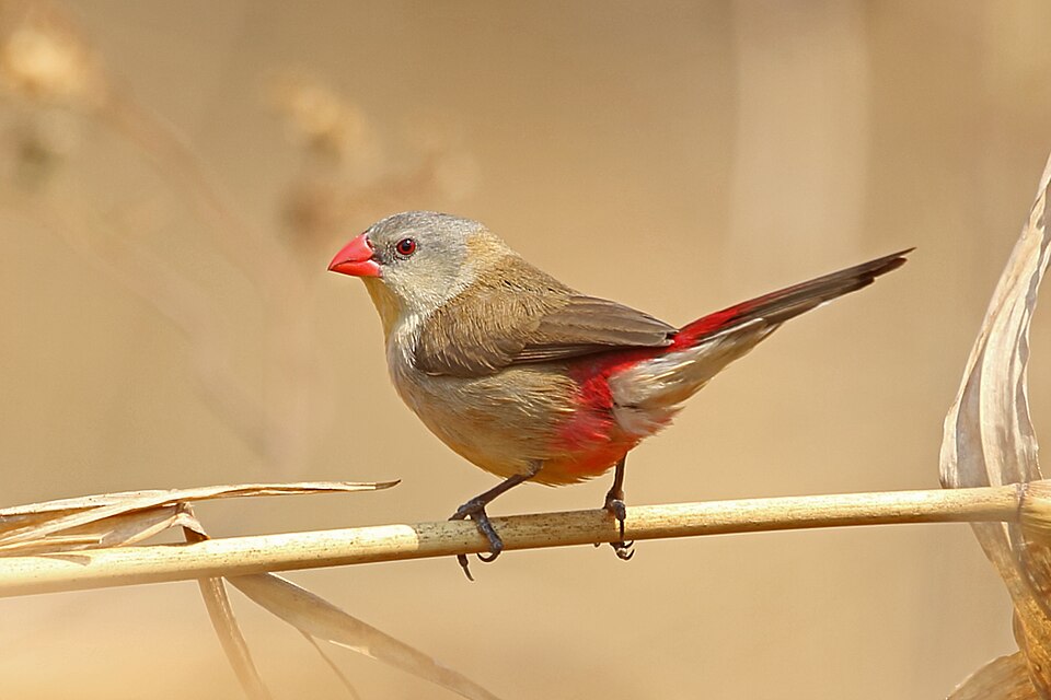 Fawn-breasted Waxbill