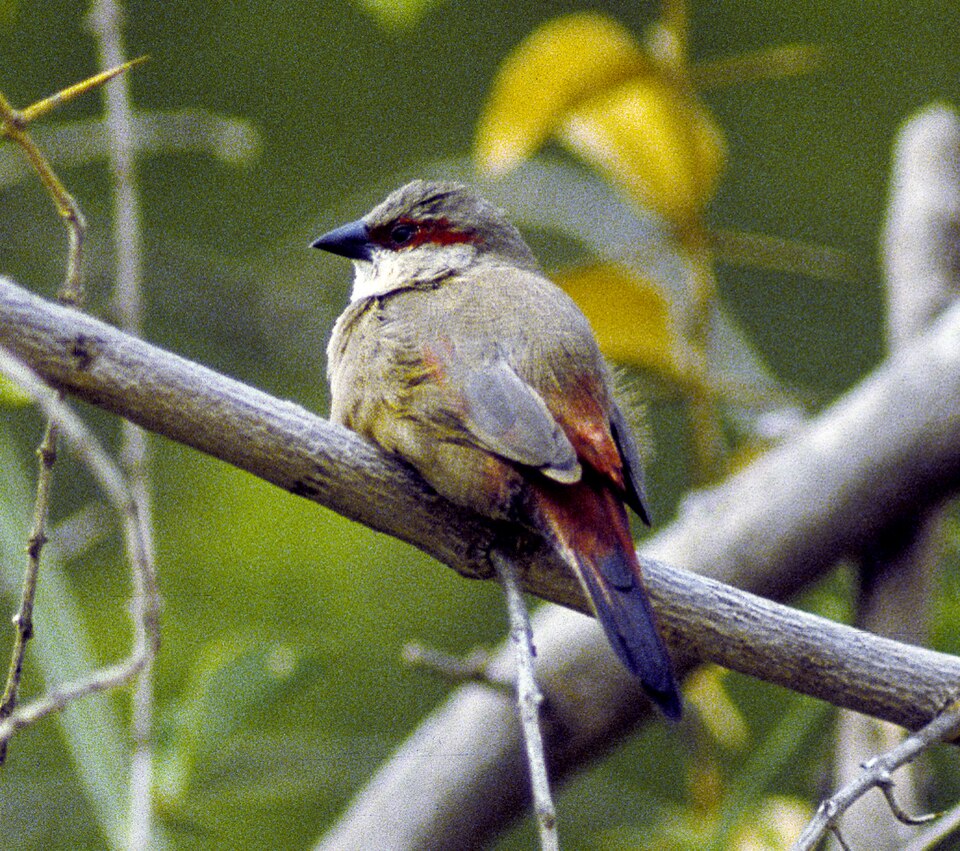 Crimson-rumped Waxbill