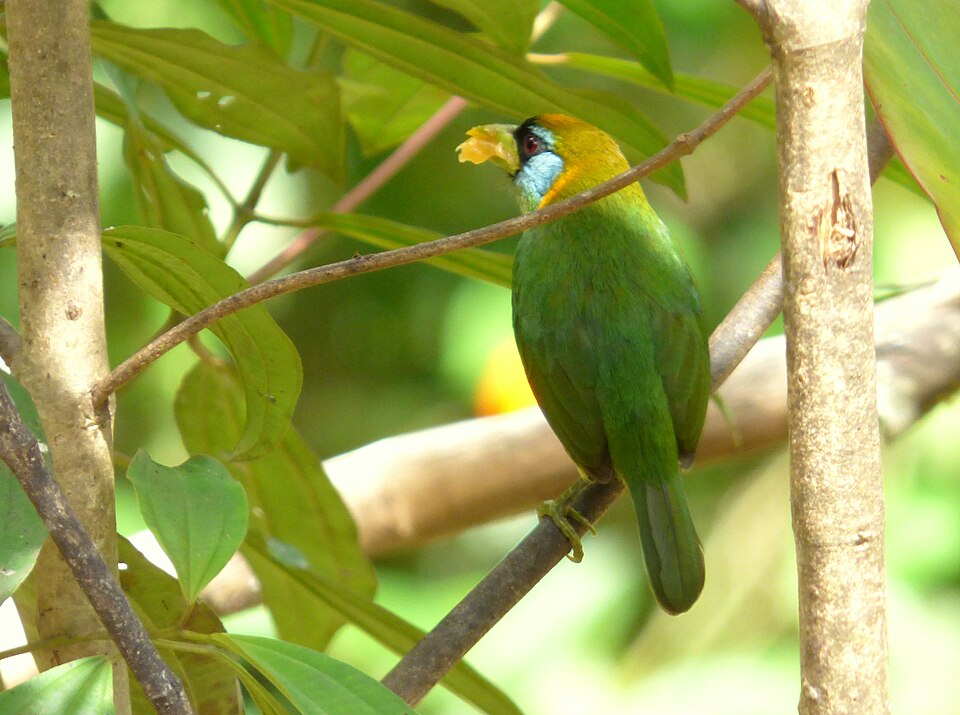 Red-headed Barbet