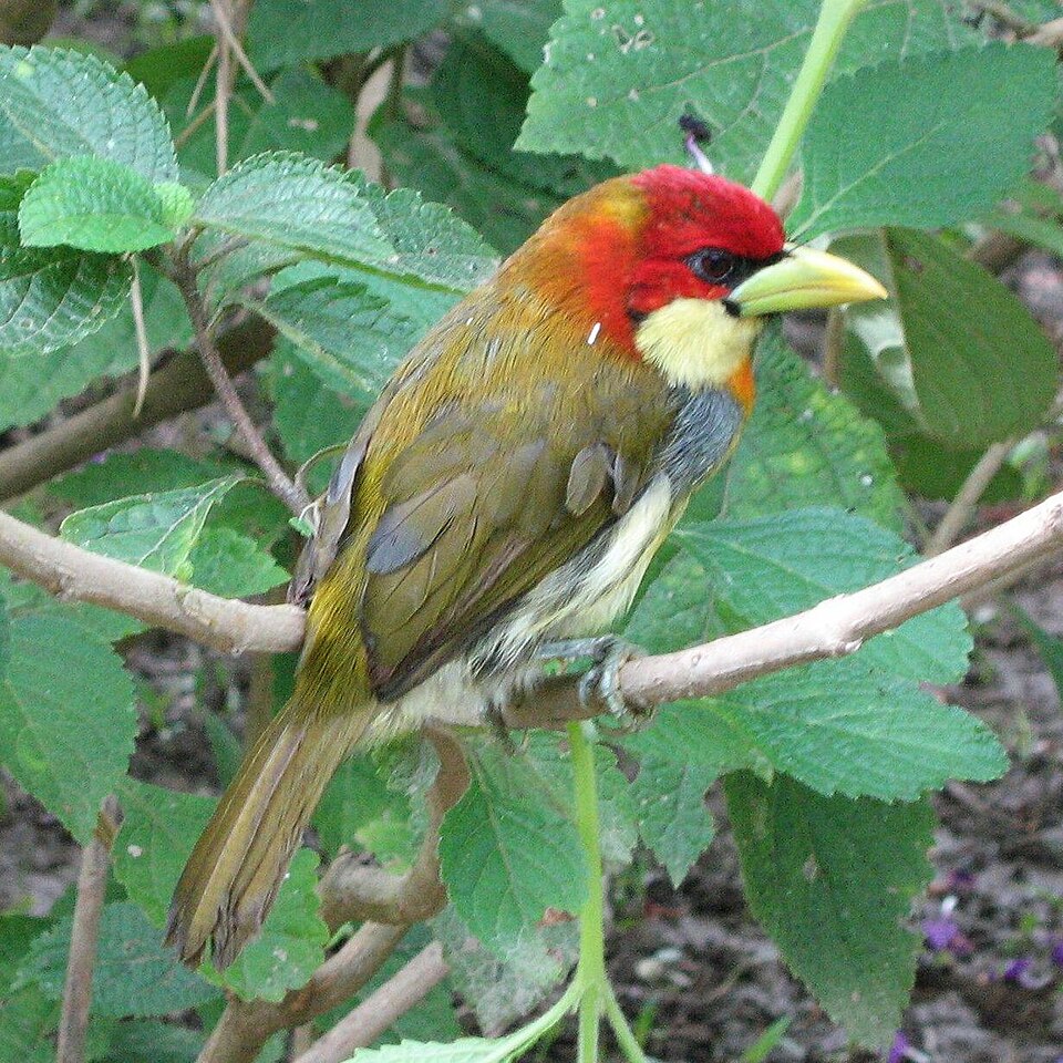 Scarlet-hooded Barbet