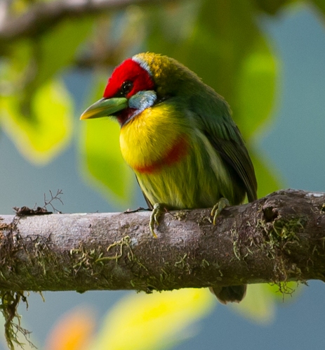 Versicolored Barbet