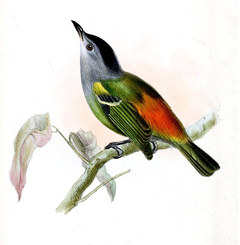 Rufous-rumped Antwren