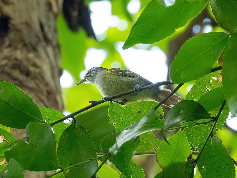 Chestnut-shouldered Antwren