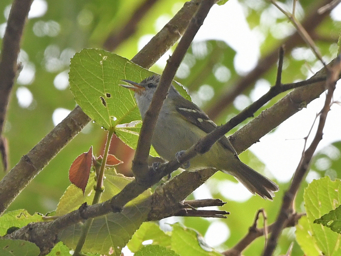 Yellow-rumped Antwren