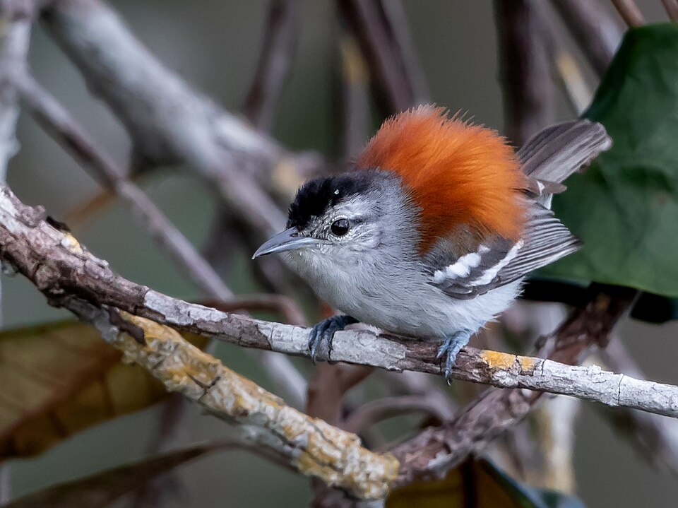 Ash-winged Antwren