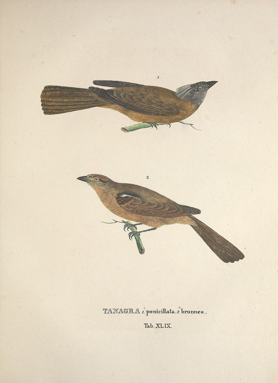 Grey-headed Tanager