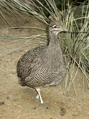Elegant Crested Tinamou