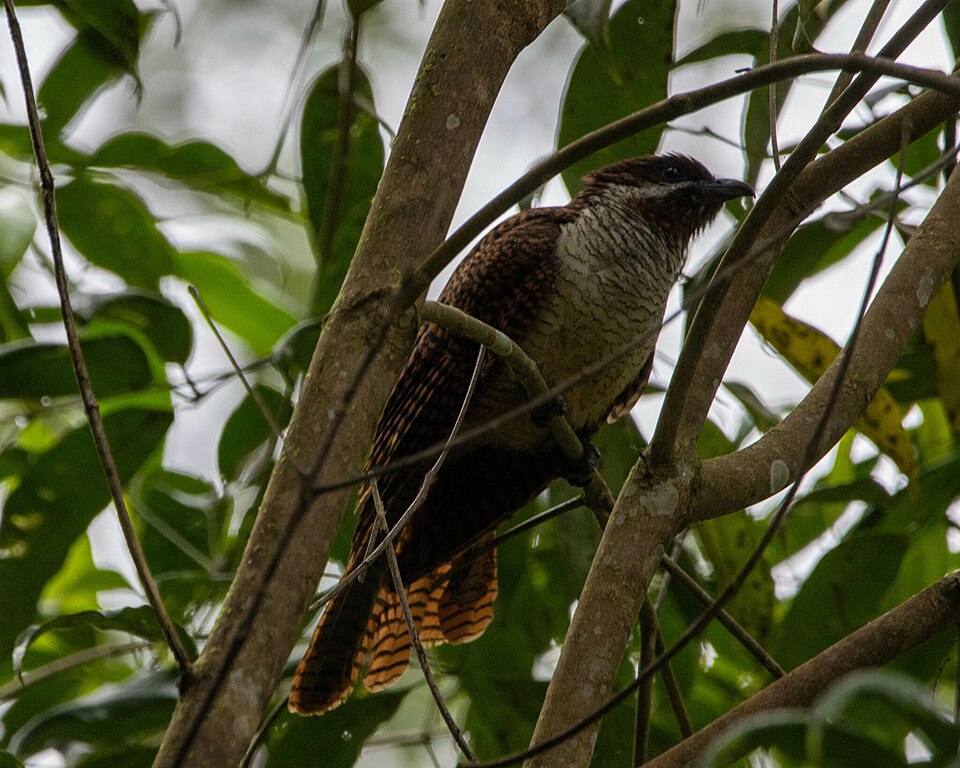 Black-billed Koel