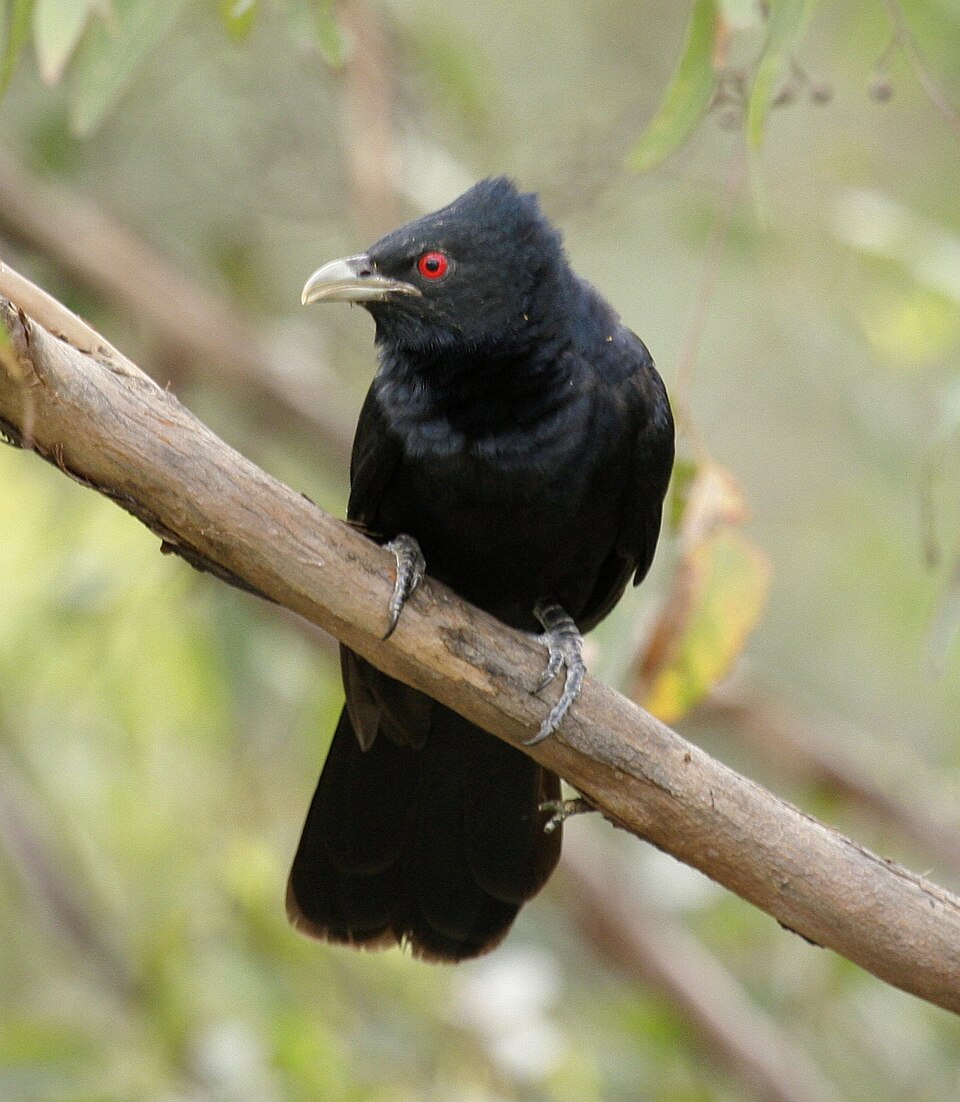 Pacific Koel