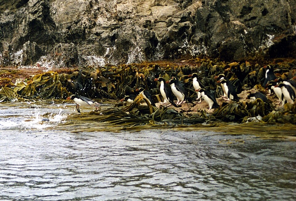 Snares Penguin