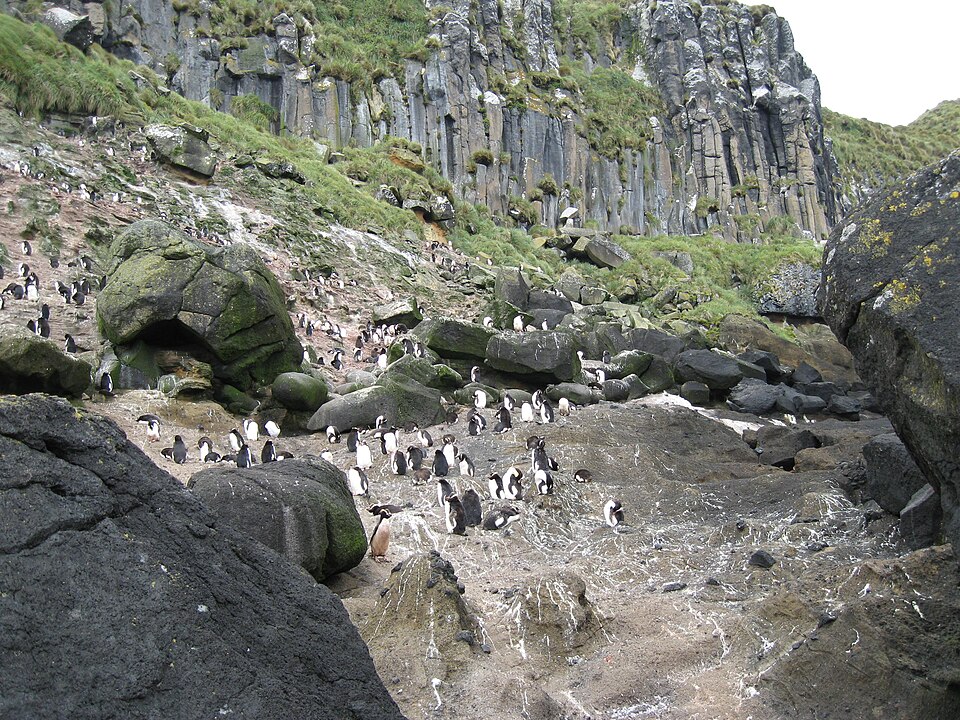 Erect-crested Penguin