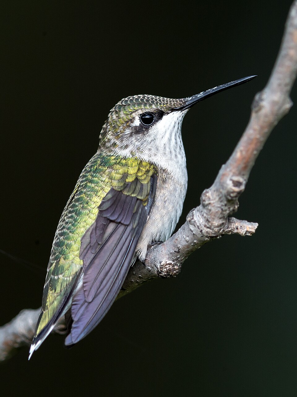 Talamanca Hummingbird