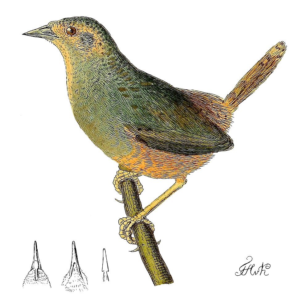 Ochre-flanked Tapaculo