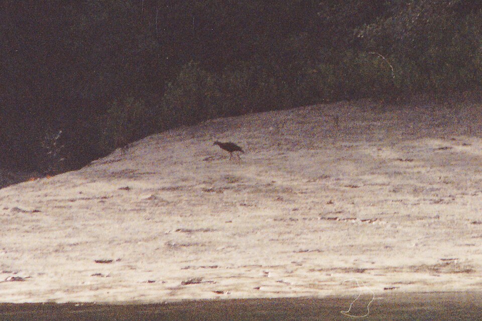 Chestnut Rail