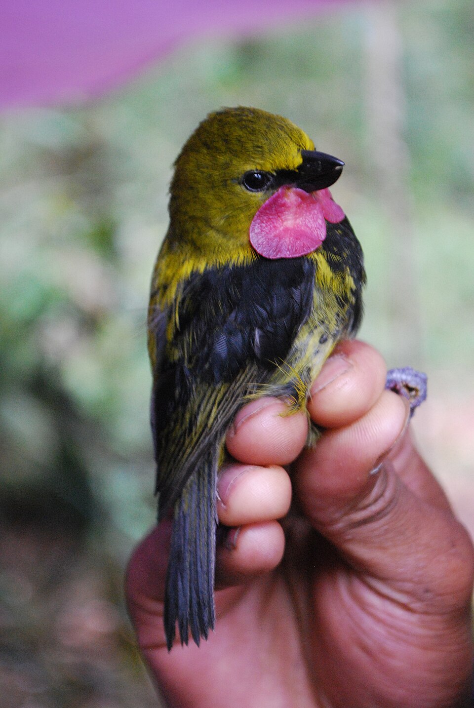 Wattled Ploughbill