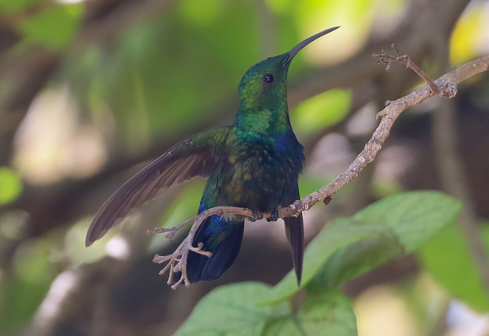 Green-throated Carib