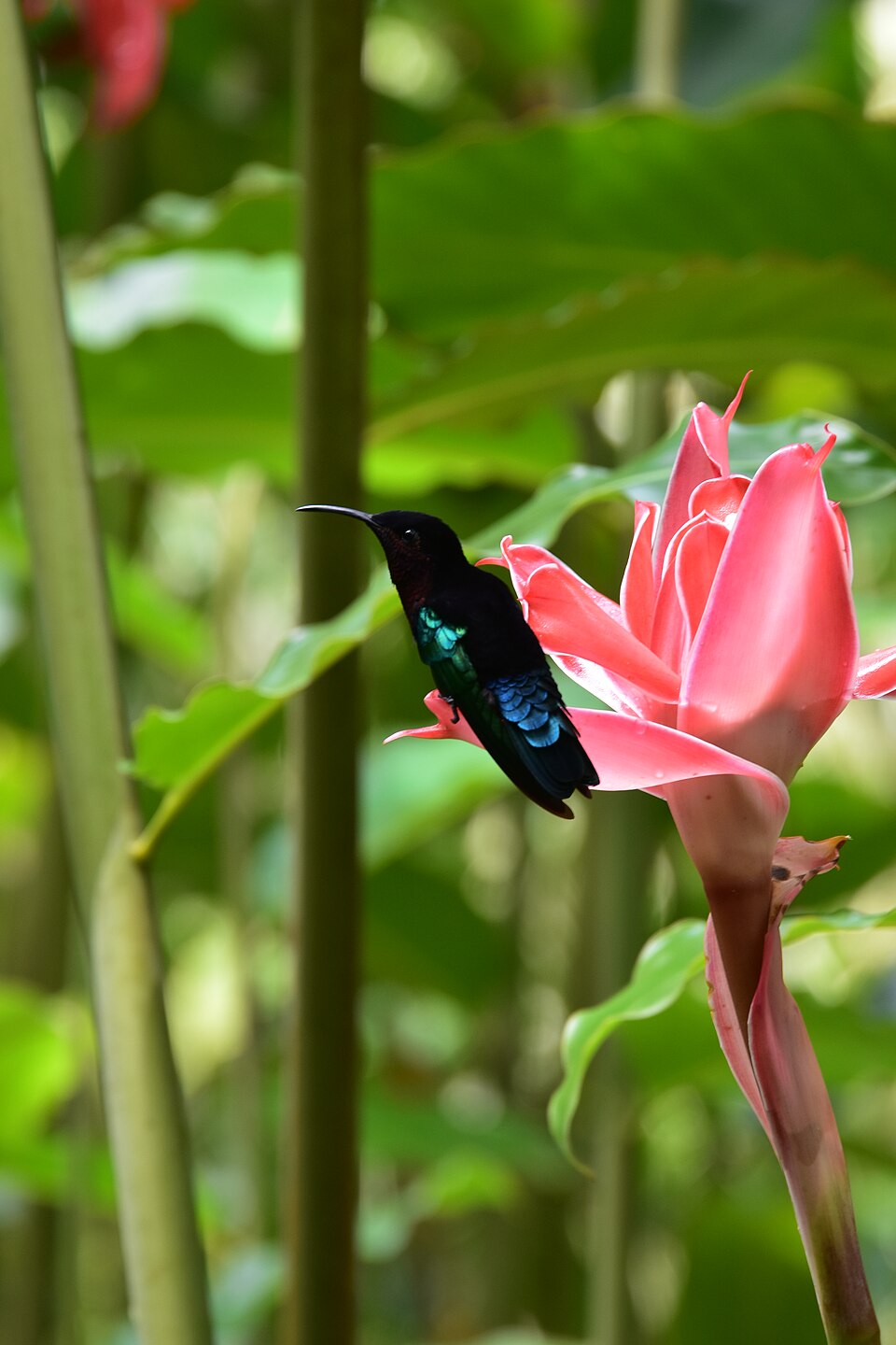 Purple-throated Carib