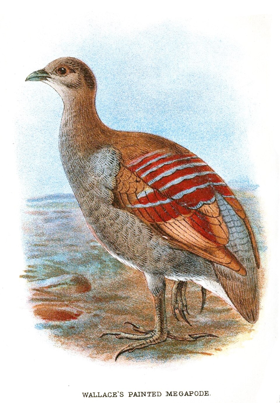 Moluccan Megapode