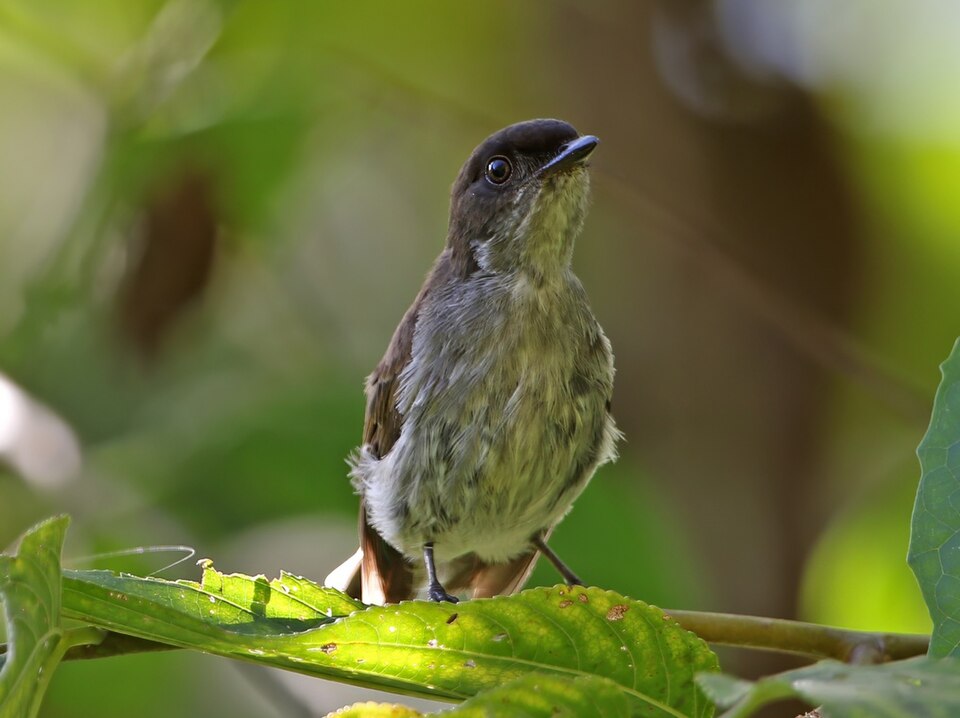 Buru Jungle Flycatcher