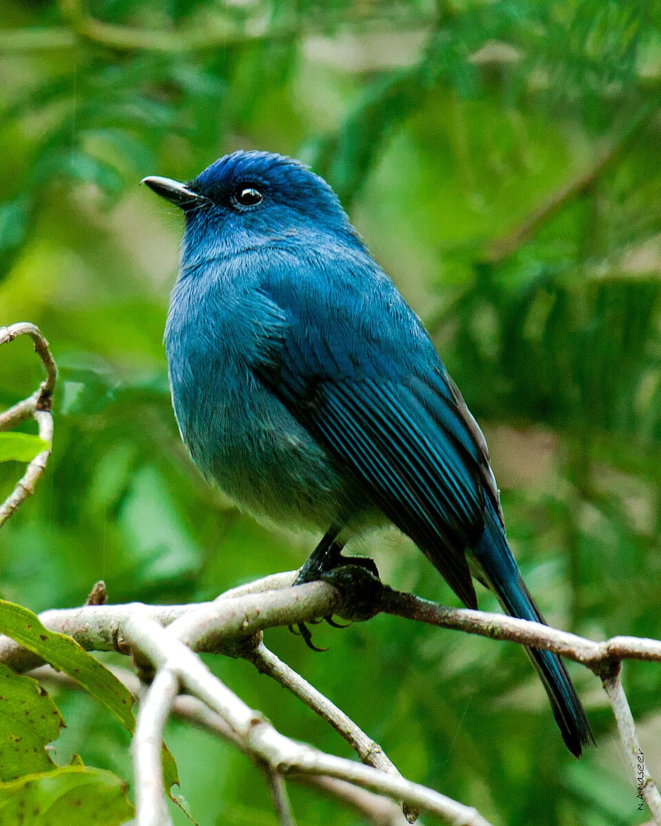 Nilgiri Flycatcher