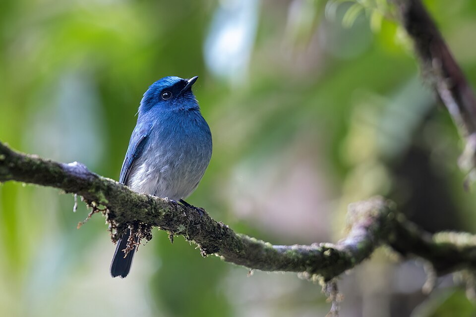 Indigo Flycatcher