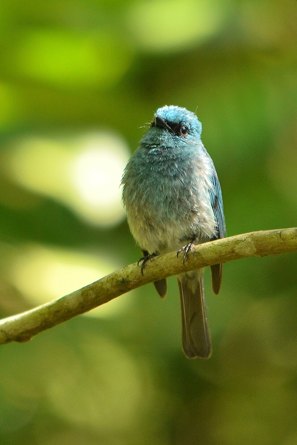 Turquoise Flycatcher