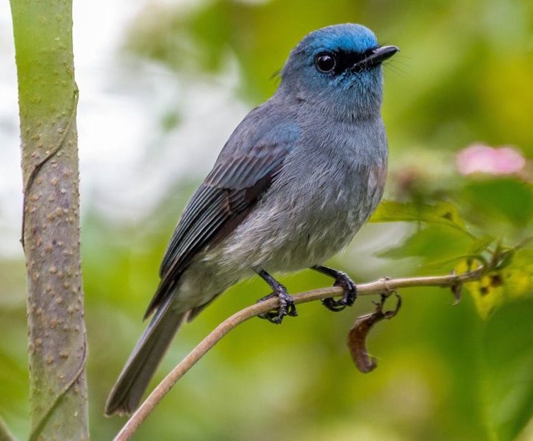 Dull-blue Flycatcher