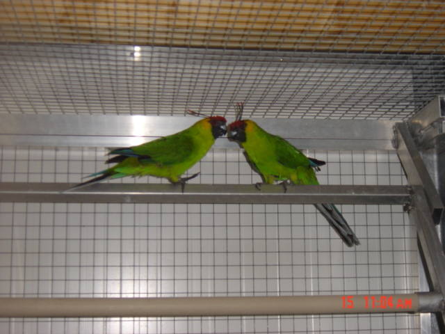 Horned Parakeet