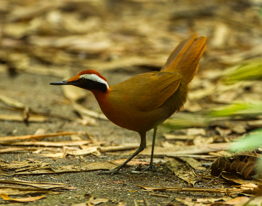 Rail-babbler