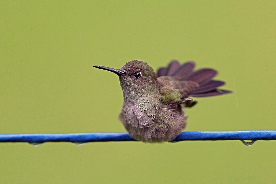 Sombre Hummingbird