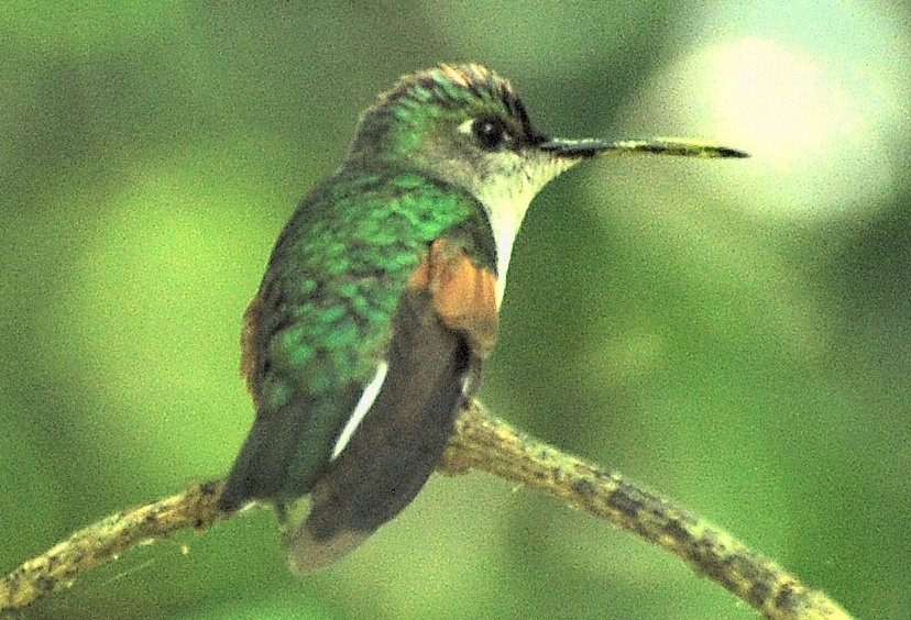Oaxaca Hummingbird