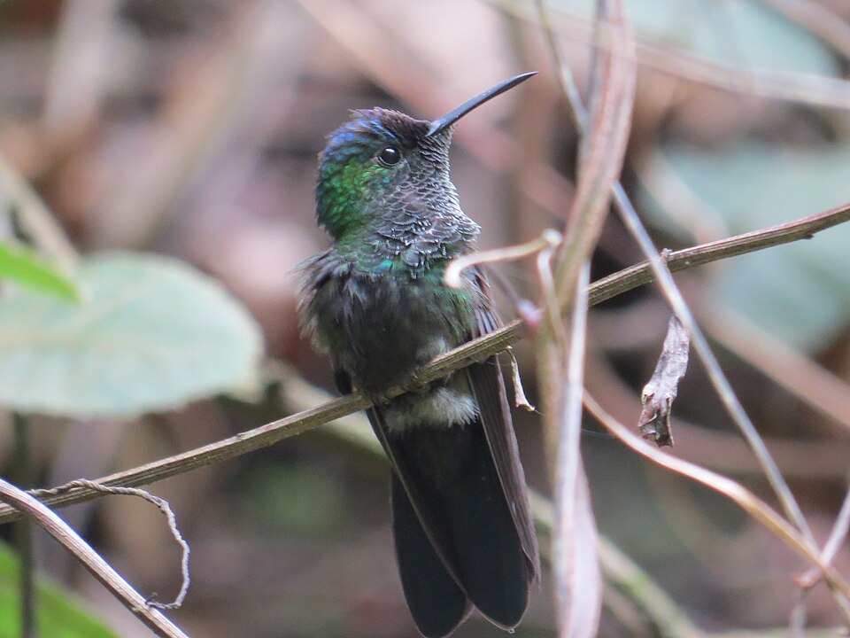 Mexican Woodnymph