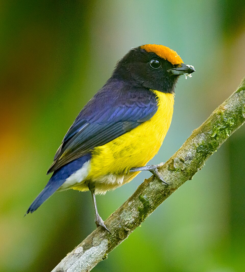 Tawny-capped Euphonia