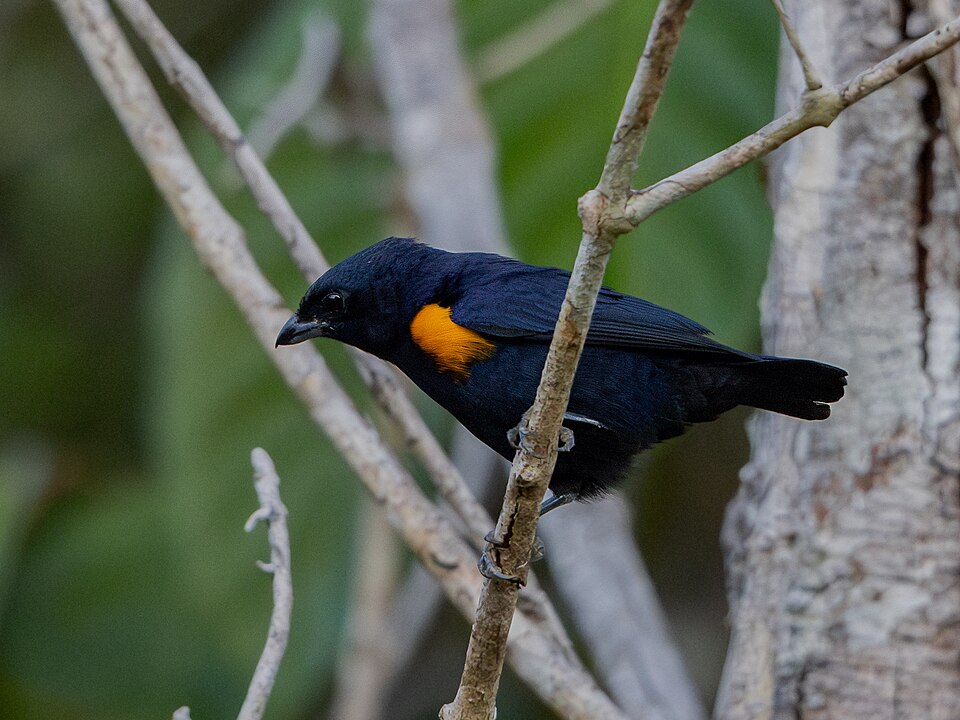 Golden-sided Euphonia