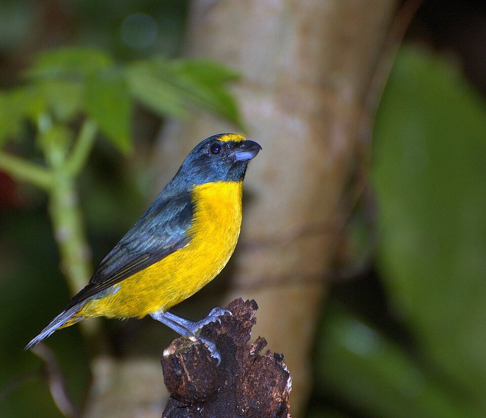 Green-chinned Euphonia
