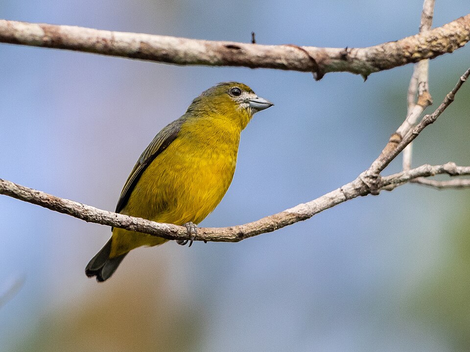 White-lored Euphonia
