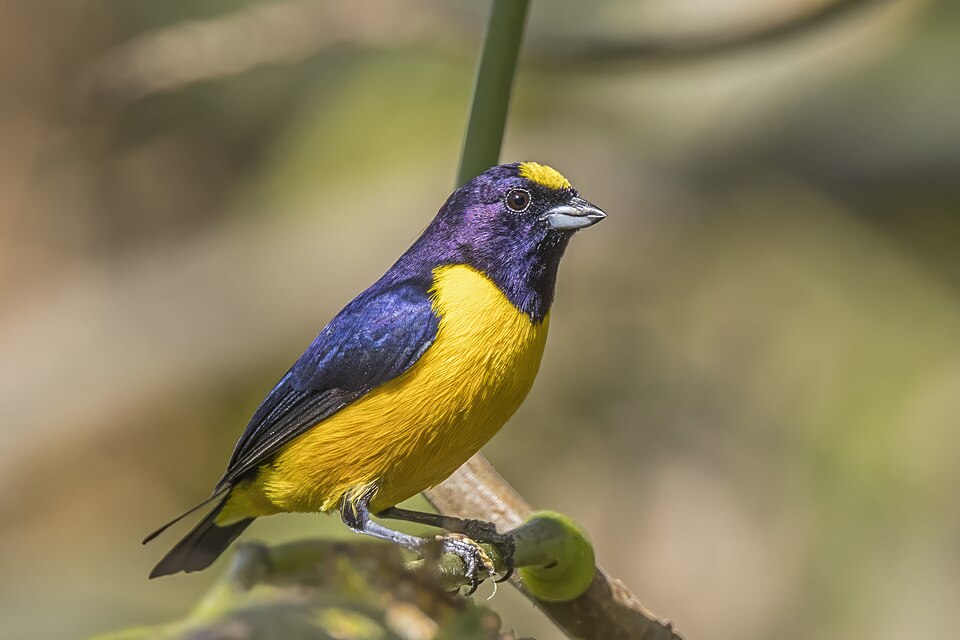 Velvet-fronted Euphonia