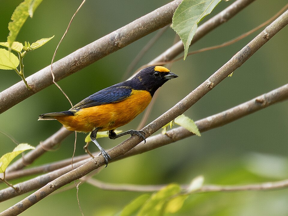 Finsch's Euphonia