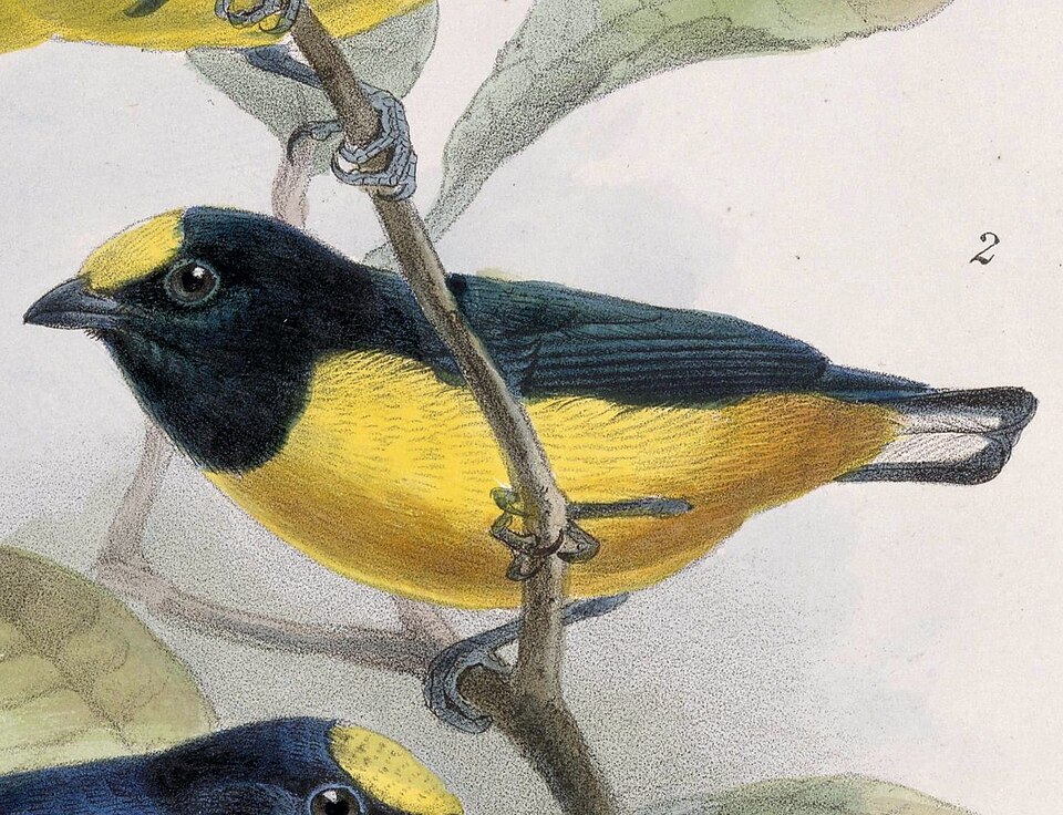 Fulvous-vented Euphonia